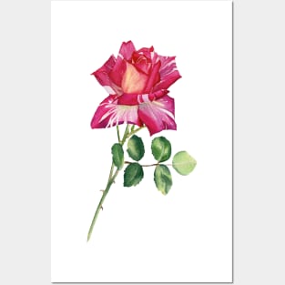 Colorful rose Posters and Art